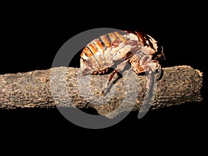 Cicada larva