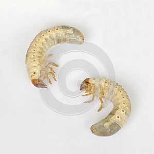 Cicada larva photo