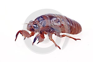 Cicada larva