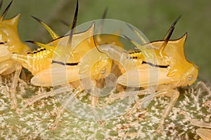 Cicada larvae under high magnification.
