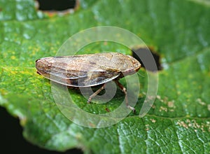 Cicada on a leaf. photo