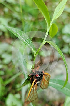 Cicada on a leaf