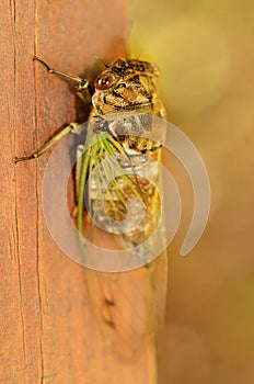 Cicada letting wings unfurl and fill with fluid