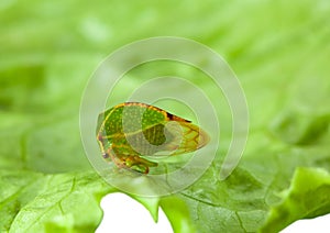 Cicada on lettuce leaf