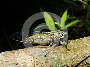 Cicada on a limb