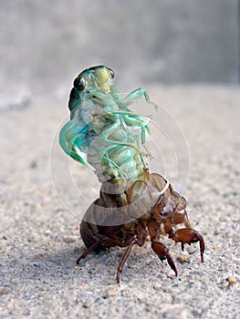 Cicada Locust Molting Closeup