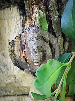 Cicada or Locust to us Southerners