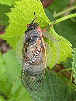 Cicada Lounging on Leaf