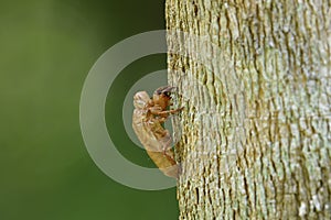 Cicada lyric attaches on tree skin over fine green background in nature, insect skull