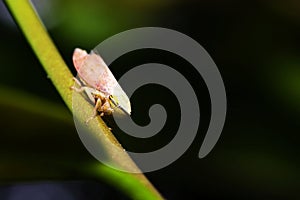 Cicada (Magicicada) perched on a stick with a green background