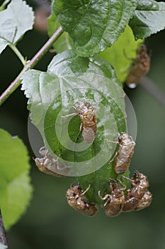 Cicada Many Empty Shells on Leaf - Magicicada