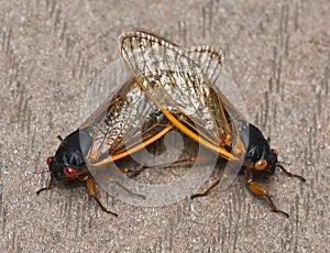 Cicada Mating