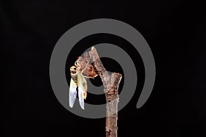 A cicada metamorphoses on a branch