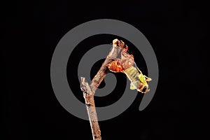 A cicada metamorphoses on a branch