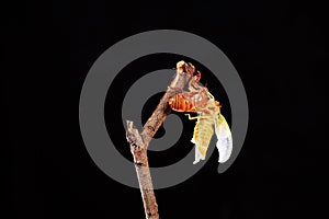 A cicada metamorphoses on a branch