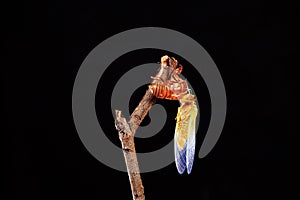 A cicada metamorphoses on a branch