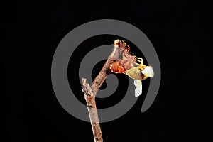 A cicada metamorphoses on a branch