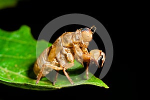 Cicada molt