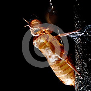 Cicada molt