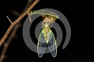 Cicada on molt, Cicadoidea, Matheran, Maharashtra, India