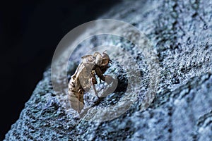 Cicada molt