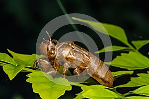 Cicada molt