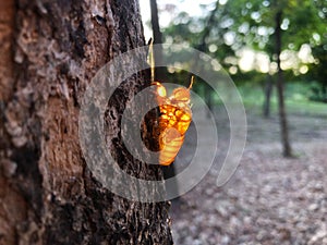 Cicada molt on tree