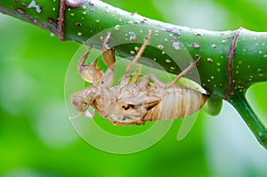 Cicada molt