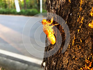 Cicada molt on tree