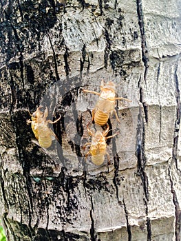 Cicada molt on the tree
