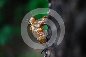 Cicada molt on tree