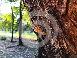 Cicada molt on tree