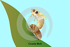 Cicada Molt vector on leaf photo