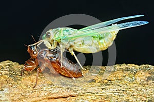 Cicada molted at bark tree