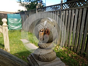 cicada and molted skin on wood fence post