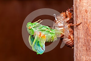 Cicada molting exuvia emerging shell