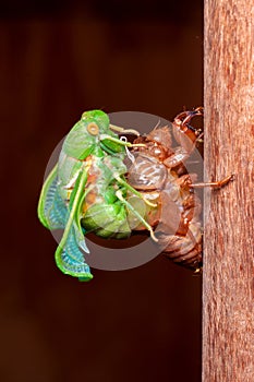 Cicada molting exuvia emerging shell