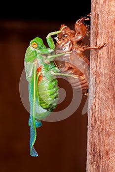 Cicada molting exuvia emerging shell