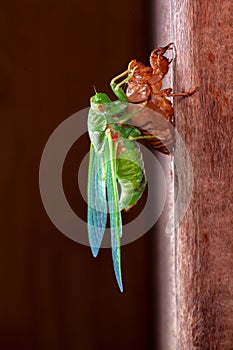 Cicada molting exuvia emerging shell