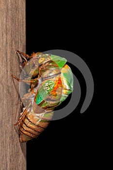 Cicada molting exuvia emerging shell