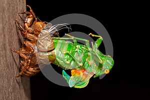 Cicada molting exuvia emerging shell