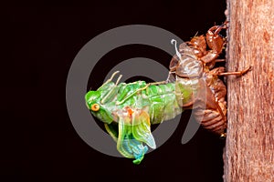 Cicada molting exuvia emerging shell