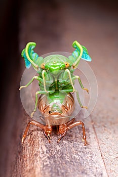 Cicada molting exuvia emerging shell