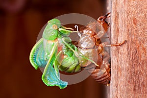 Cicada molting exuvia emerging shell