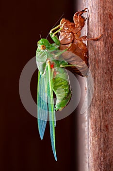 Cicada molting exuvia emerging shell