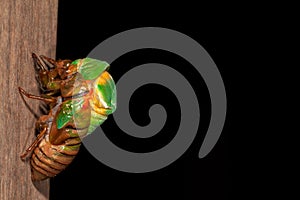 Cicada molting exuvia emerging shell