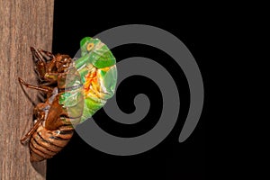 Cicada molting exuvia emerging shell