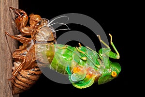 Cicada molting exuvia emerging shell