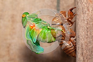 Cicada molting exuvia emerging shell