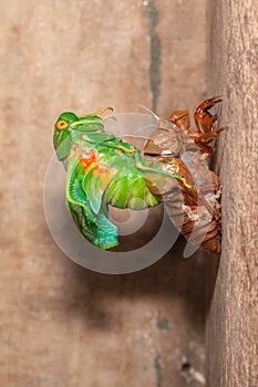 Cicada molting exuvia emerging shell
